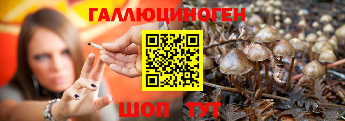 Галлюциногенные грибы Psilocybine cubensis Ярославль